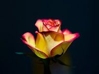 Rose in the sun