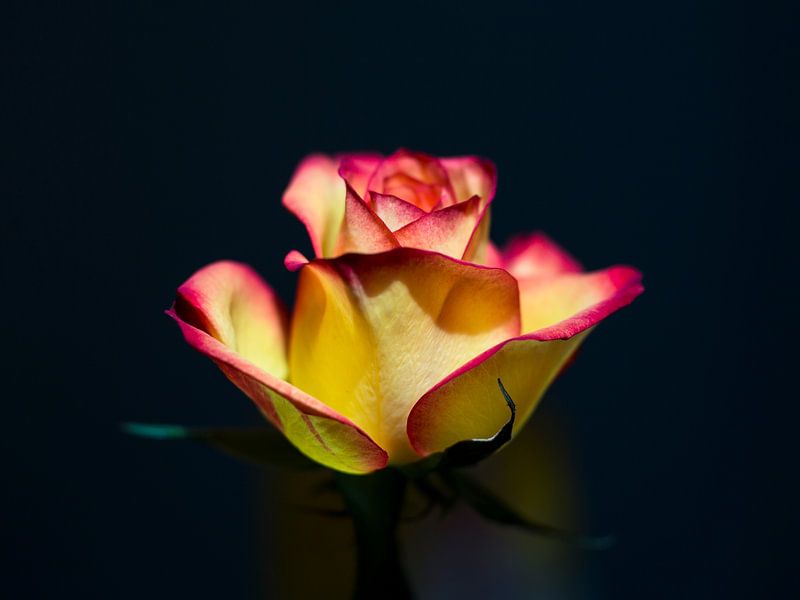 Rose in the sun von Zhuohui Gan