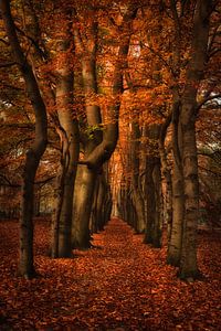 Atmosphère automnale de rêve dans la forêt : tons orange-bruns dans la nature