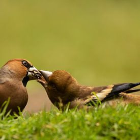 Mother and child Hawfinch by Silvia Groenendijk