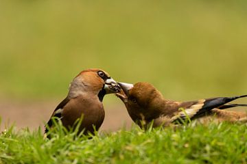 Mother and child Hawfinch