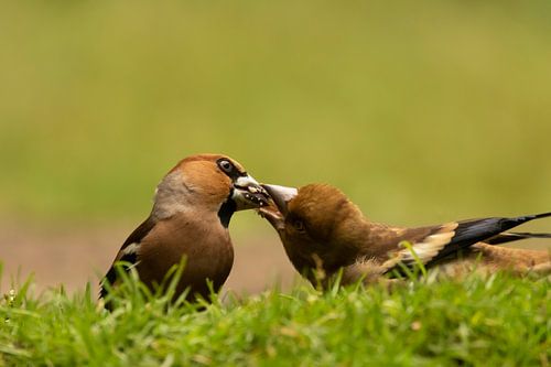 Mutter und Kind Apfelfink
