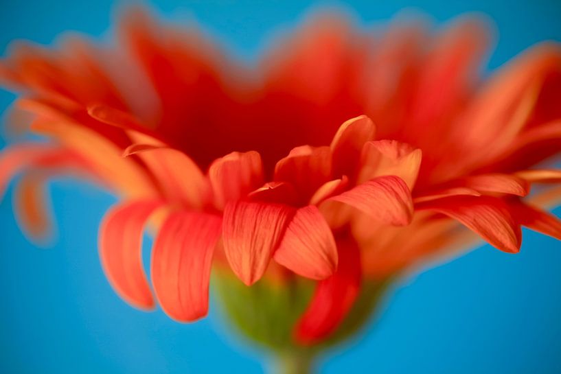 Tannera petals by Thomas Jäger