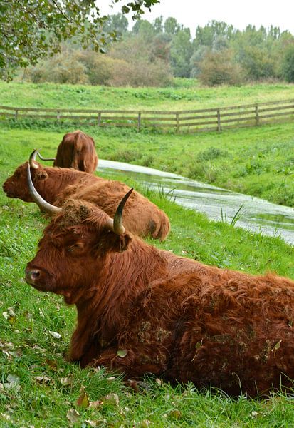 Portret van een bruine schotse hooglander in het gras van Trinet Uzun