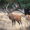 Red deer during the rut by Evert Jan Kip