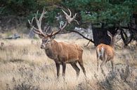 Red deer during the rut by Evert Jan Kip thumbnail
