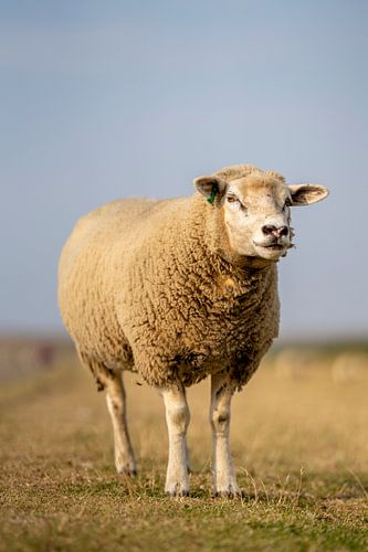 Hoi ik ben Schaap