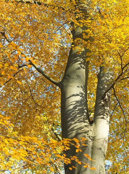 Baum im herbstlichen Kleid von Jeannette Kliebisch
