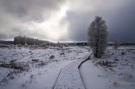 High Fens, Belgium, Europe by Alexander Ludwig thumbnail