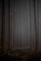 Mist Giants