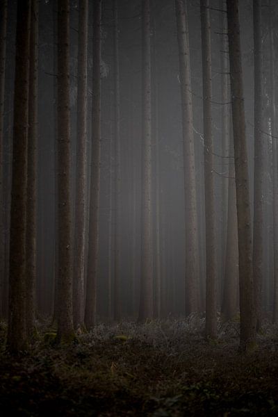Mist Giants by Matthias Ettinger