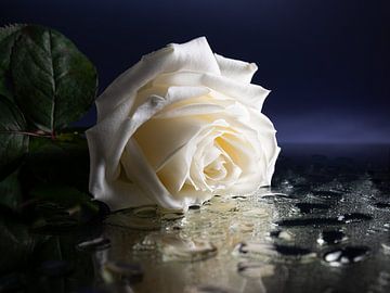 De treurende witte roos