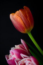 The flower that follows the sun does so even in cloudy days.