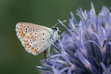 Vlinder op bloem van Naturdetail Fotografie