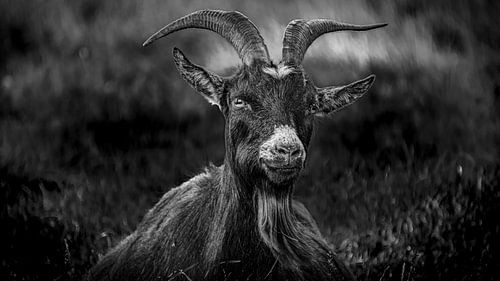 De Wachter van het Veld - Landgeit in zwart/wit van Sándor Maszárik