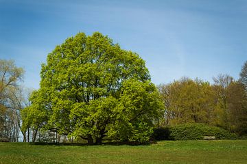 Boom in park van Michel Vedder Photography