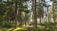 Im wald