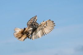 Hibou grand-duc sur Jan van Vreede