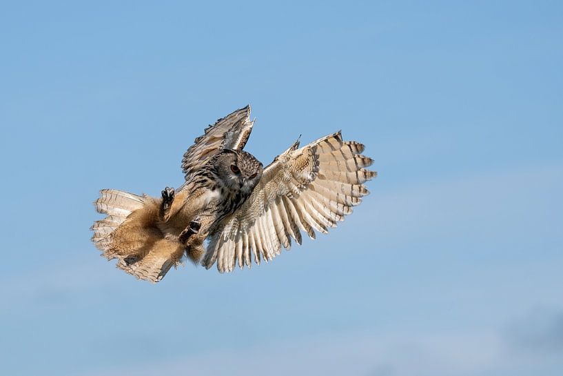 Owl by Jan van Vreede