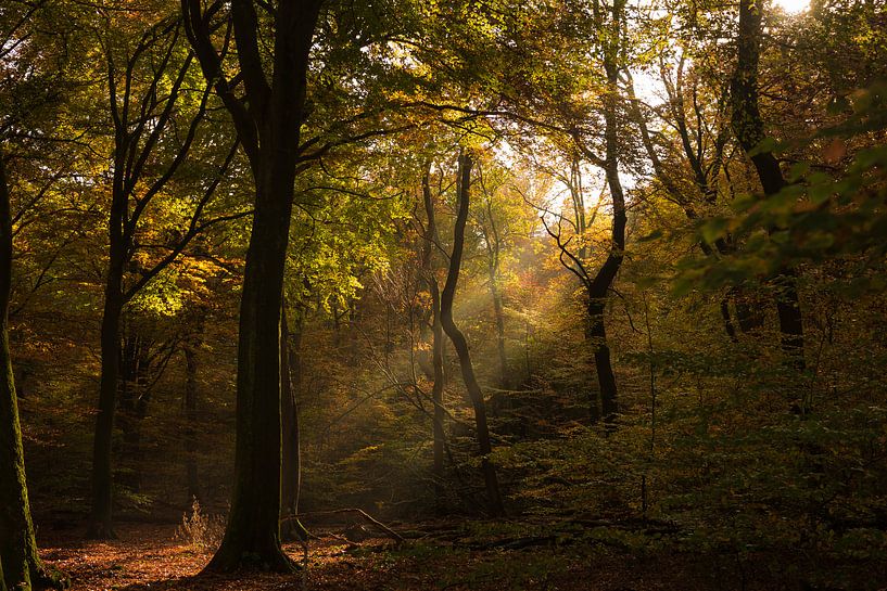 Lichtstraal by Marianne Rouwendal