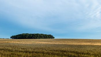 L'île aux arbres dans la mer des céréales