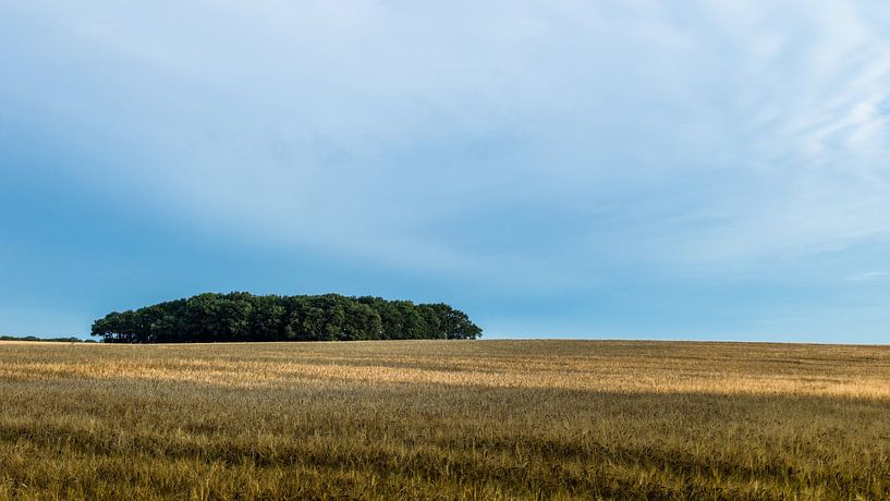 Bauminsel im Getreidemeer von Timo Bergenhenegouwen