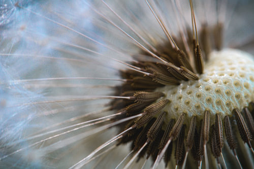 Dandelion