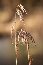 Grasses by Scholtes Fotografie