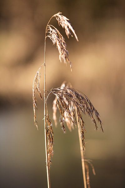 Grasses by Scholtes Fotografie