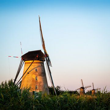 Windmühlen im Schilf bei klarem Himmel von Erwin Pilon