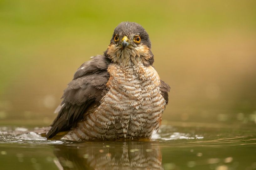 Sparrowhawk bathing by Tanja van Beuningen