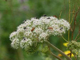 Wild angelica
