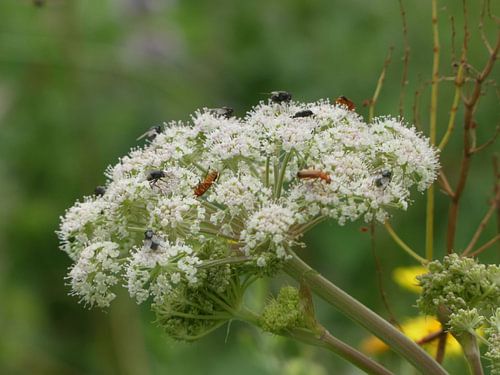 Wild angelica