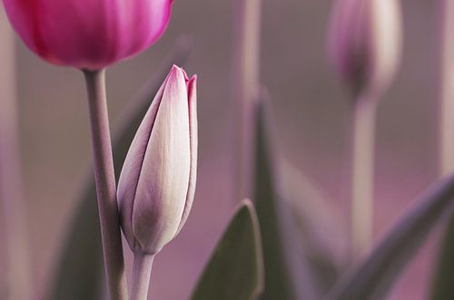 Mon jardin de tulipes
