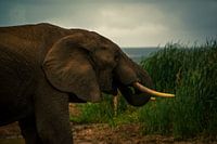 Elephant Drinks Water