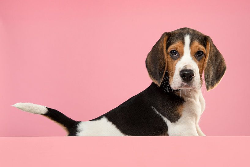 Beagle-Welpe auf einem rosa Hintergrund von Elles Rijsdijk