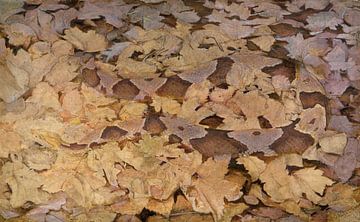 Copperhead Schlange auf toten Blättern, Abbott Handerson Thayer