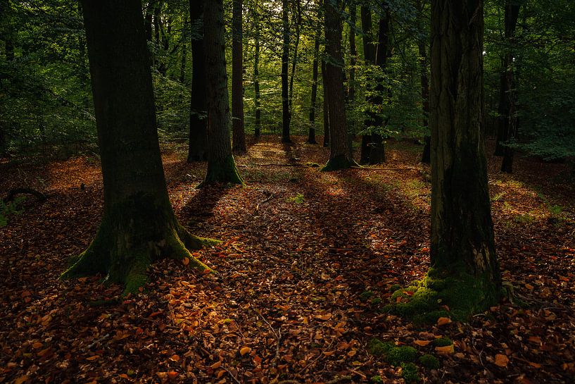 Belle matinée dans la forêt d'Oisterwijk. par justus oostrum