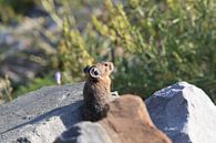 Pika Glacier National Park Montana USA by Frank Fichtmüller thumbnail