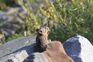Pika Glacier National Park  Montana USA