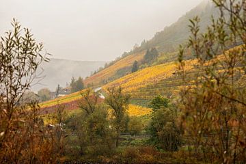 vineyard on the banks of the Moselle in Cochem by gea strucks