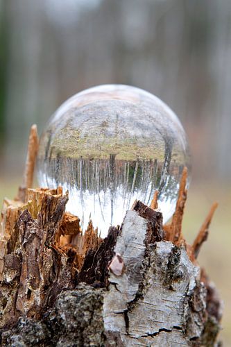Dans la forêt de bouleaux