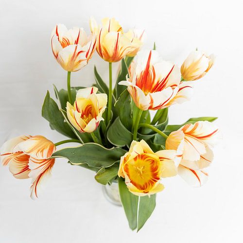 Tulpen aan de muur