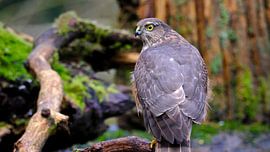 Épervier sur Sabrina de Vries