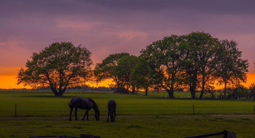 Horses on the Kuiperberg by peterheinspictures