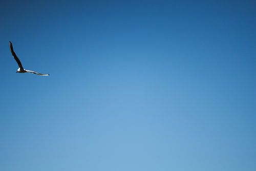 Vrij als een vogel