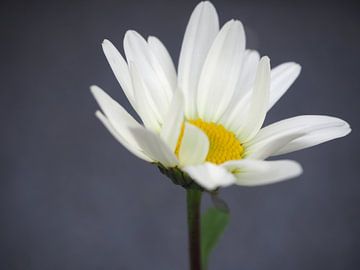 Margriet by Corrien Klingenberg