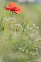 Spring flowers in the sunlight.