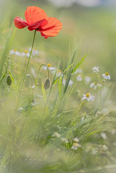 Frühlingsblumen im Sonnenlicht.