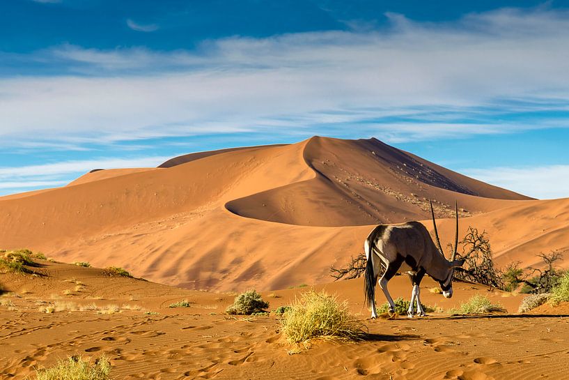 Oryx in de Namibische woestijn van Theo Molenaar